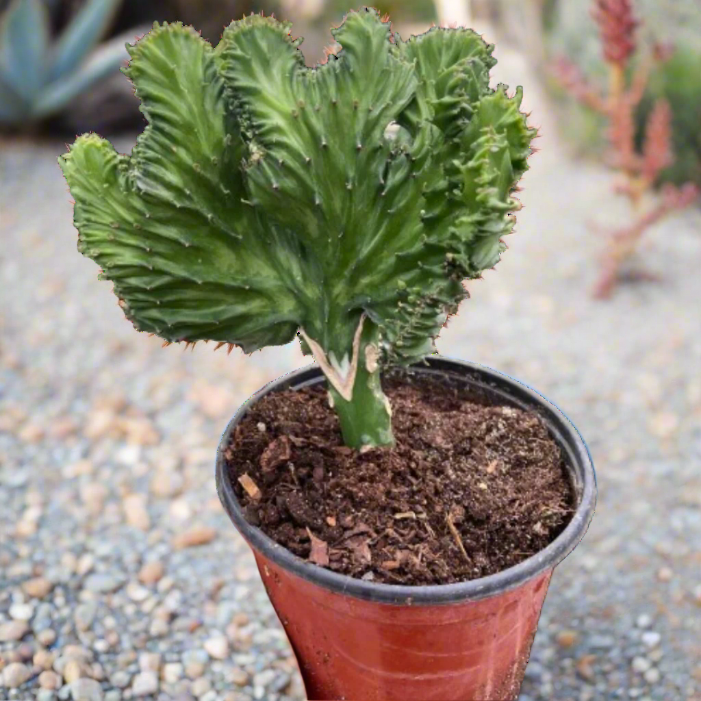 Succulent Euphorbia Lactea Mermaid Tail