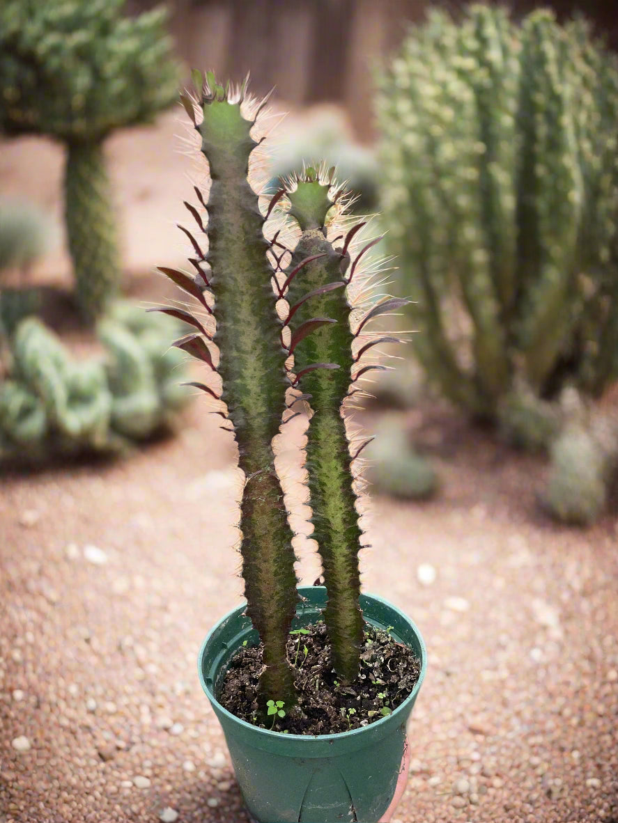 Succulent Euphorbia 'Trigona Rubra'
