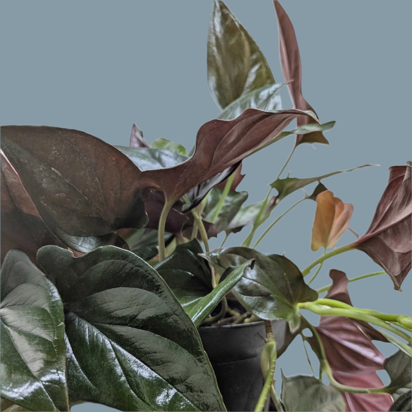 Syngonium 'Red Arrow'
