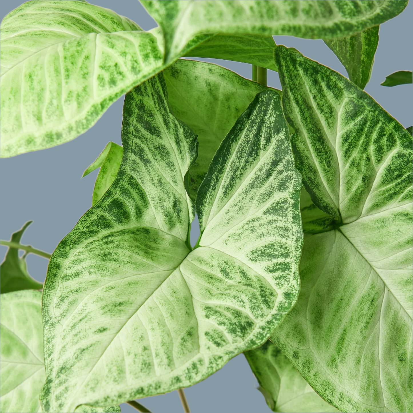 Syngonium White Butterfly