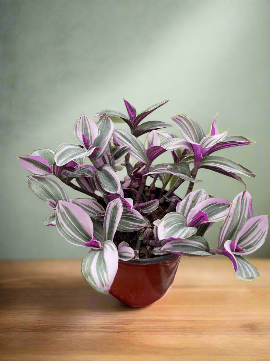 Tradescantia 'Nanouk'