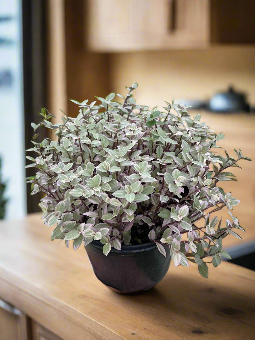 Tradescantia Callisia 'Pink Panther'