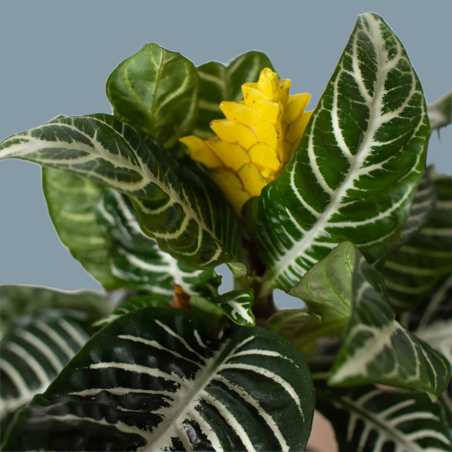 Zebra 'Aphelandra'