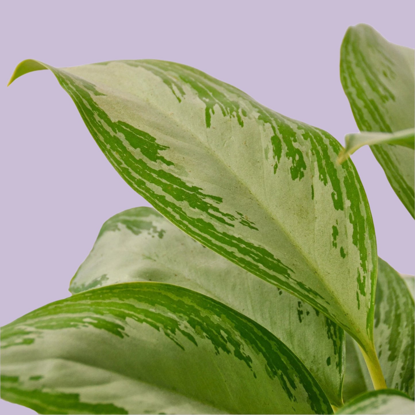 Chinese Evergreen 'Silver Bay'