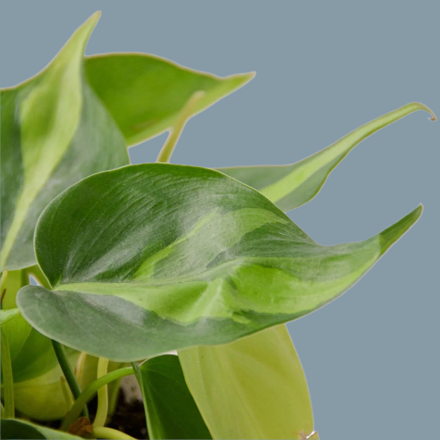Philodendron 'Brasil'