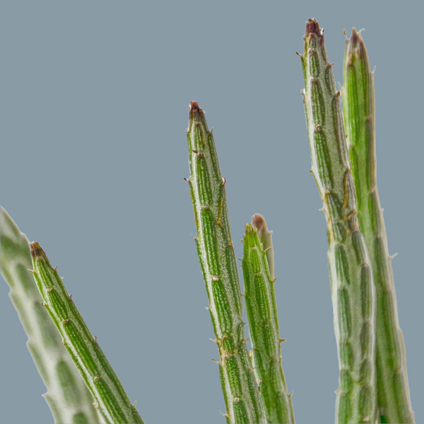 Senecio Stapeliiformis Pickle Plant