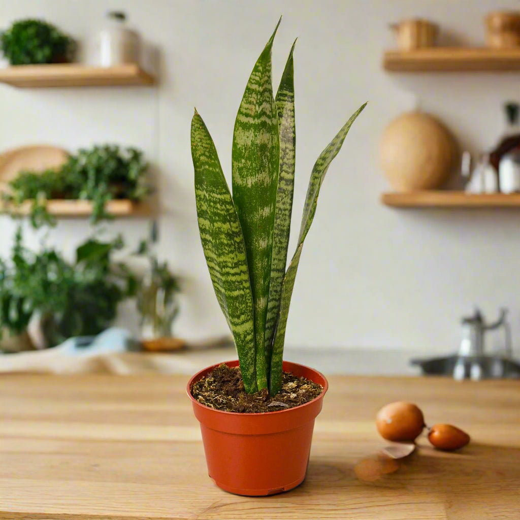 Snake Plant 'Zeylanica'