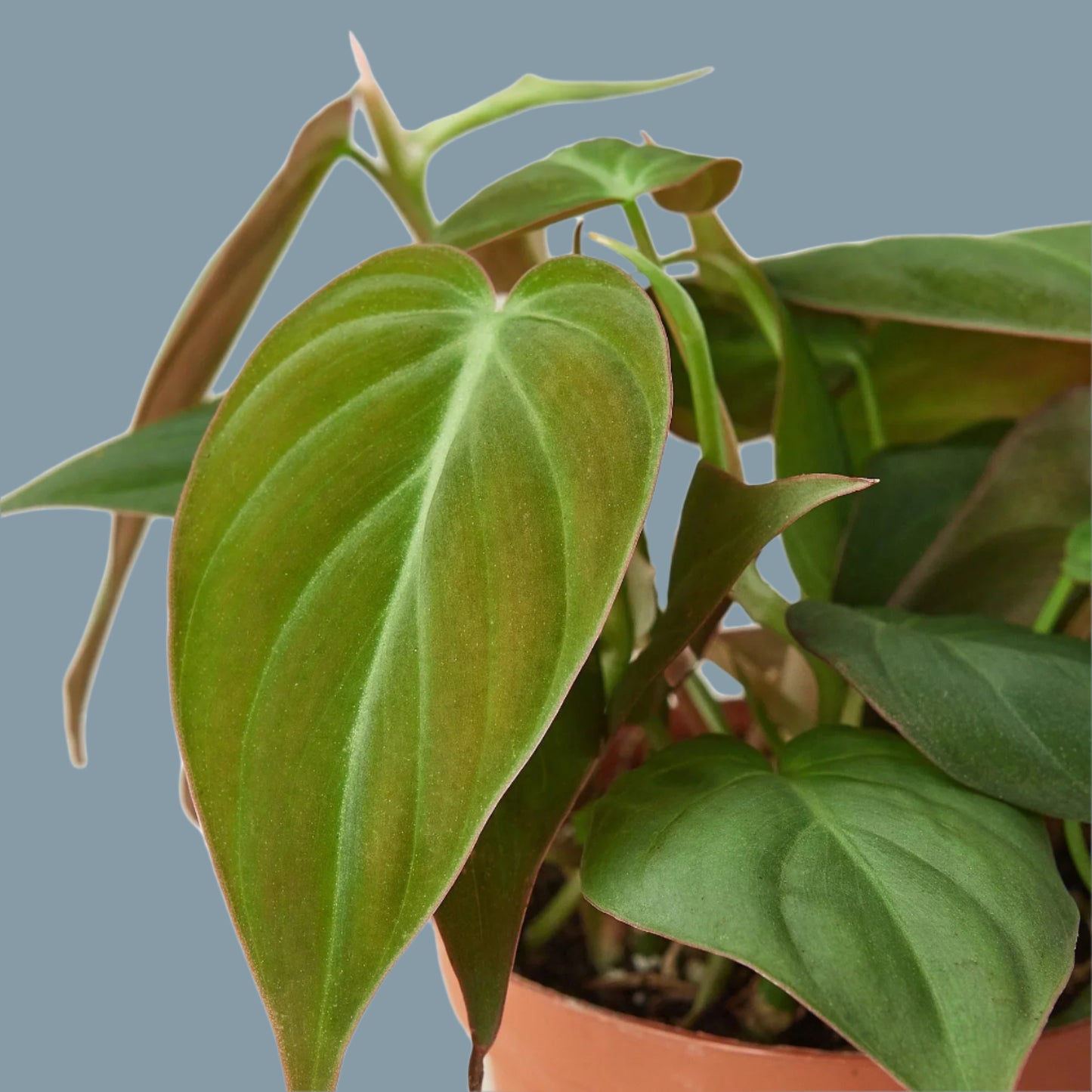 Philodendron 'Velvet'