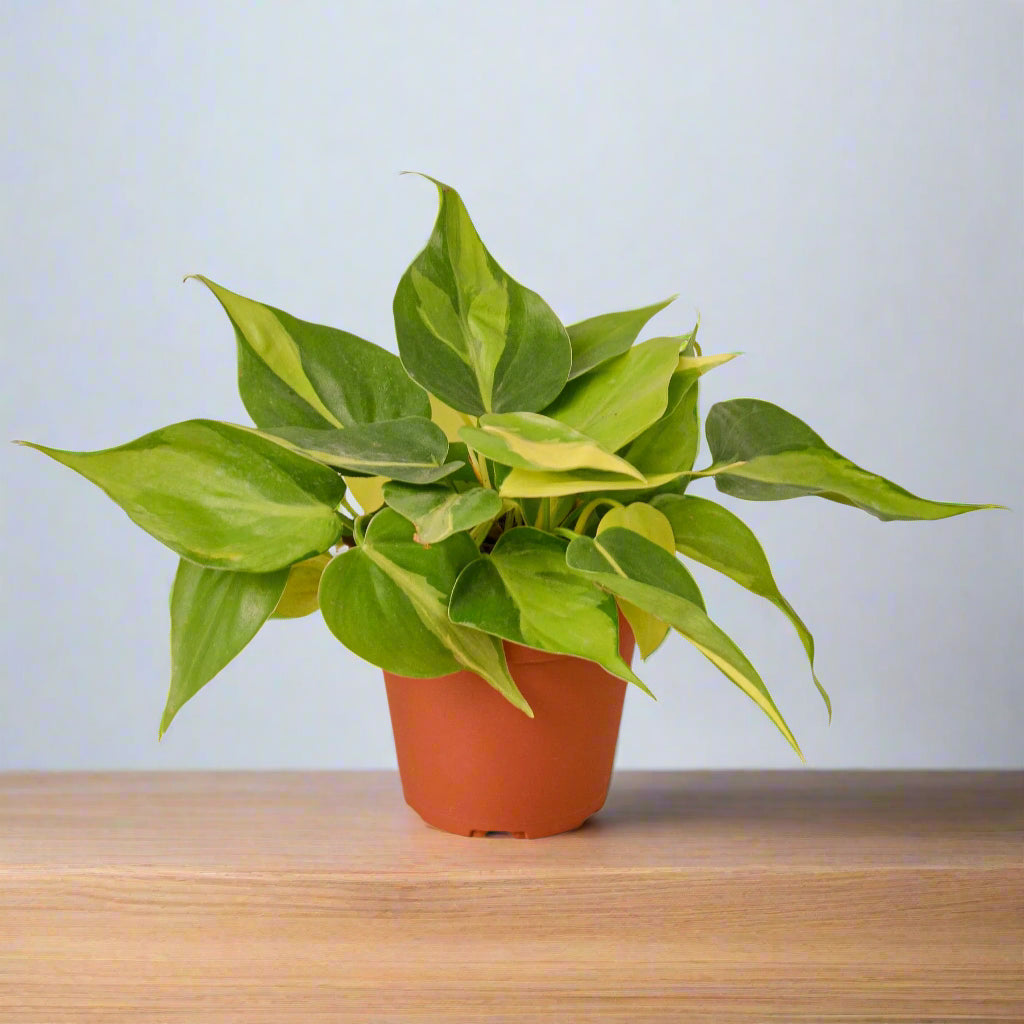 Philodendron 'Brasil'