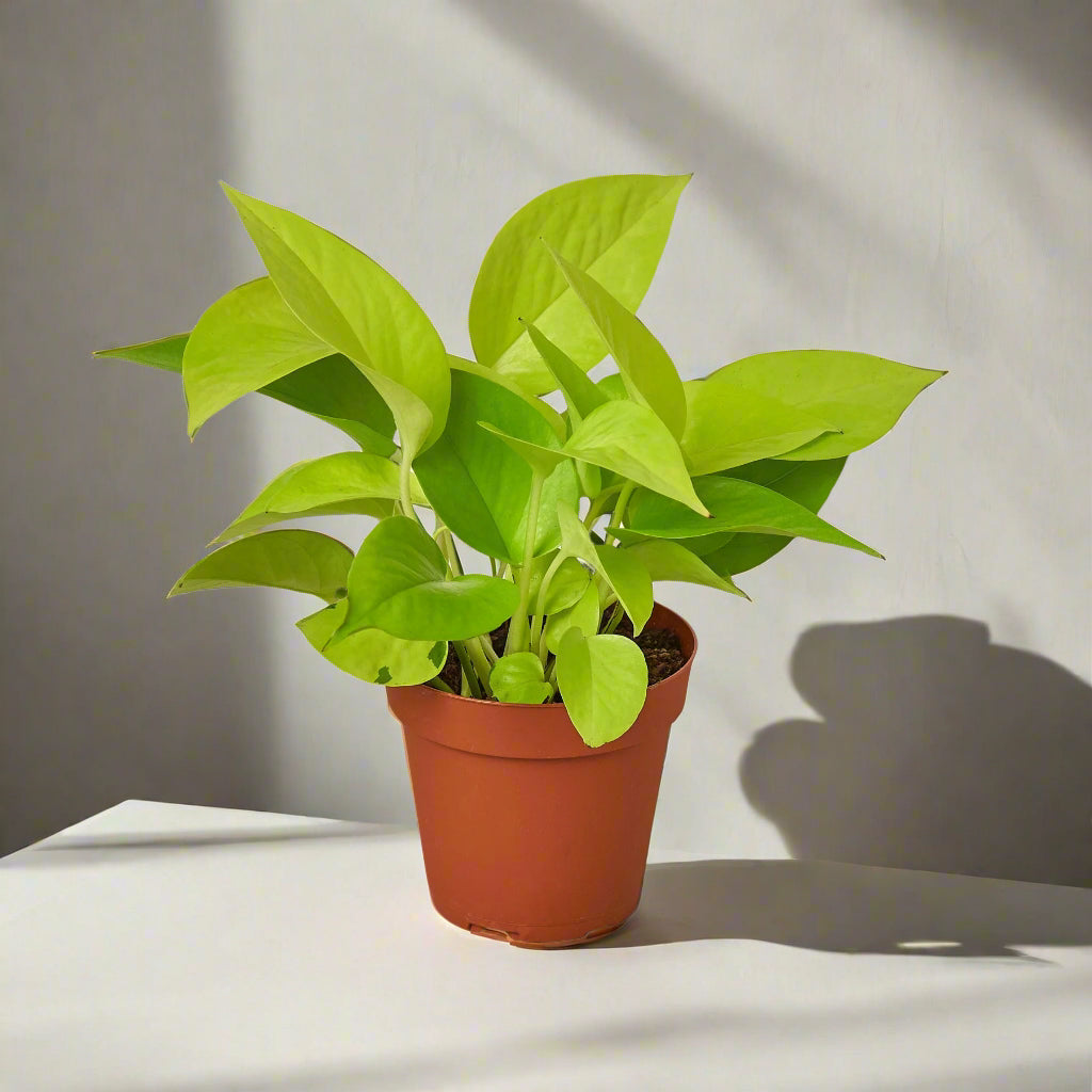 Pothos 'Neon'
