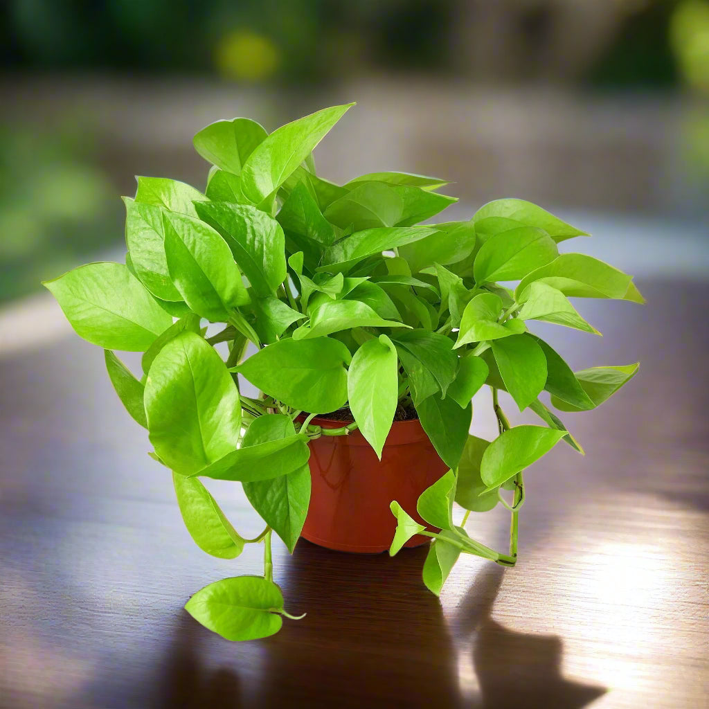 Pothos 'Neon'