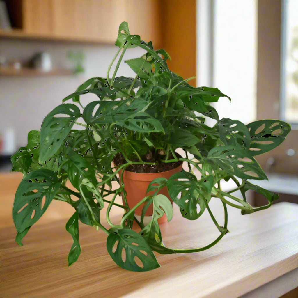 Monstera Adansonii 'Swiss Cheese'