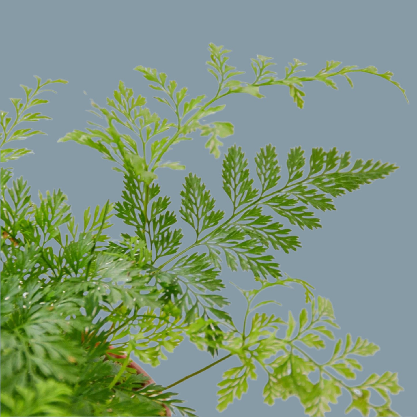 Rabbit's Foot Fern