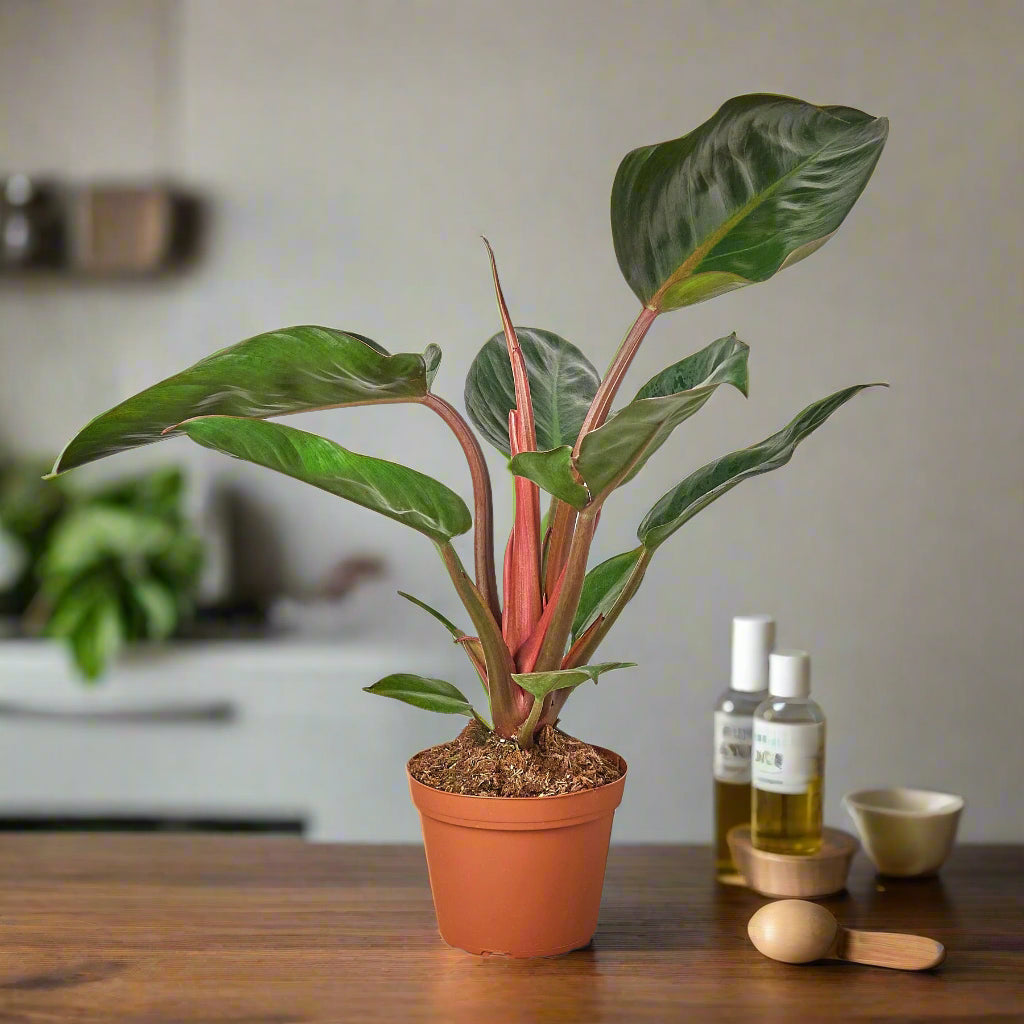 Philodendron 'Congo Rojo'