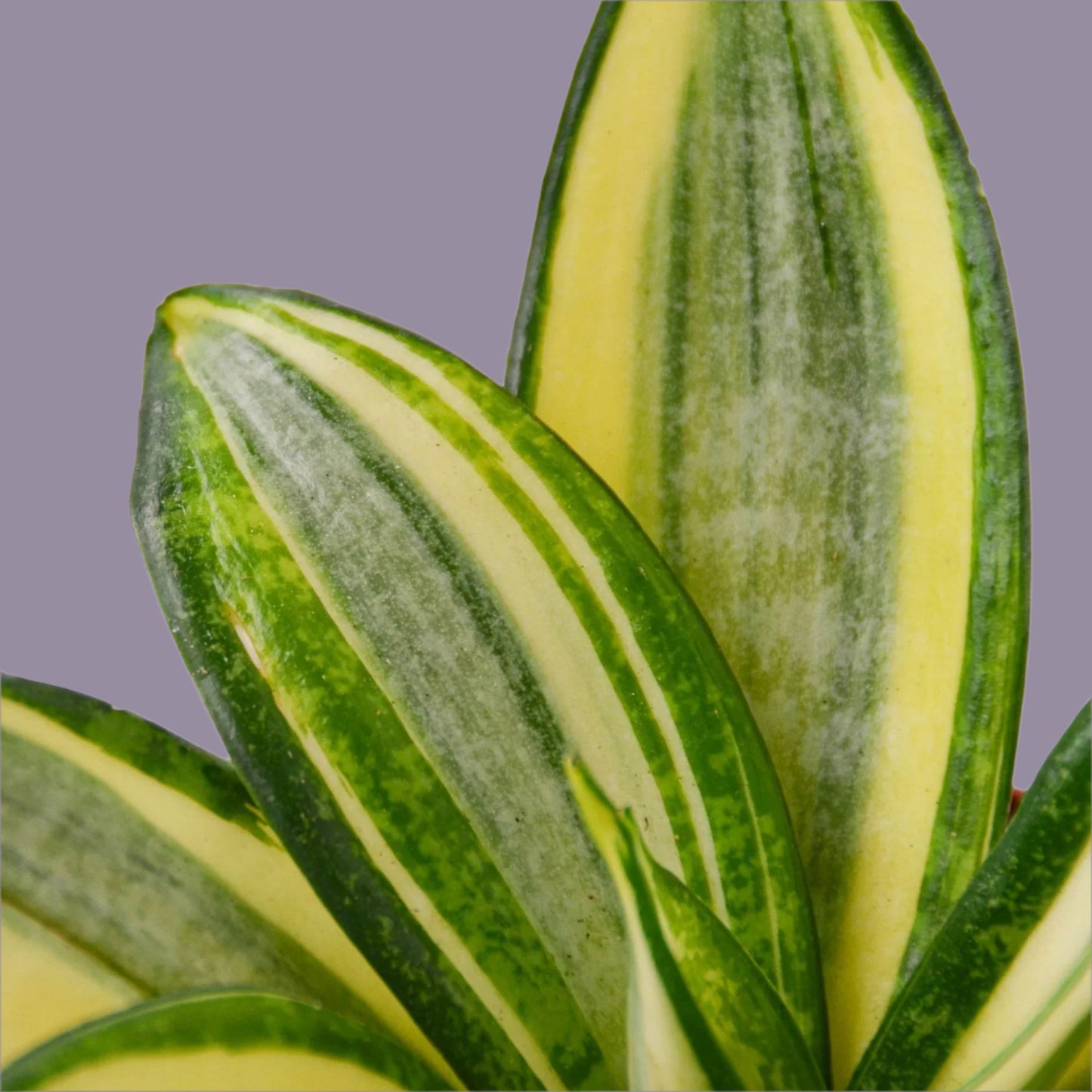 Snake Plant Gold Hahnii