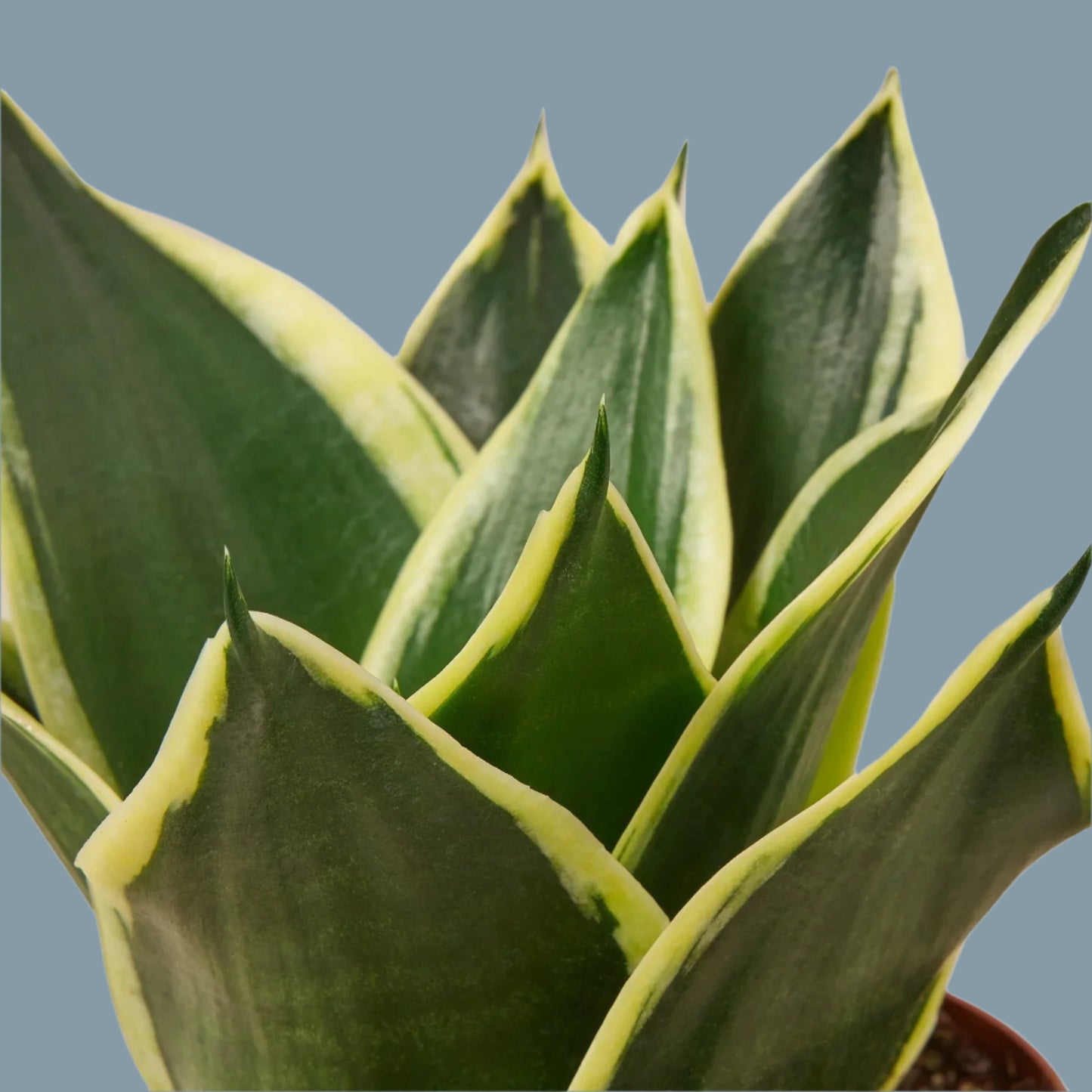 Snake Plant Black Gold
