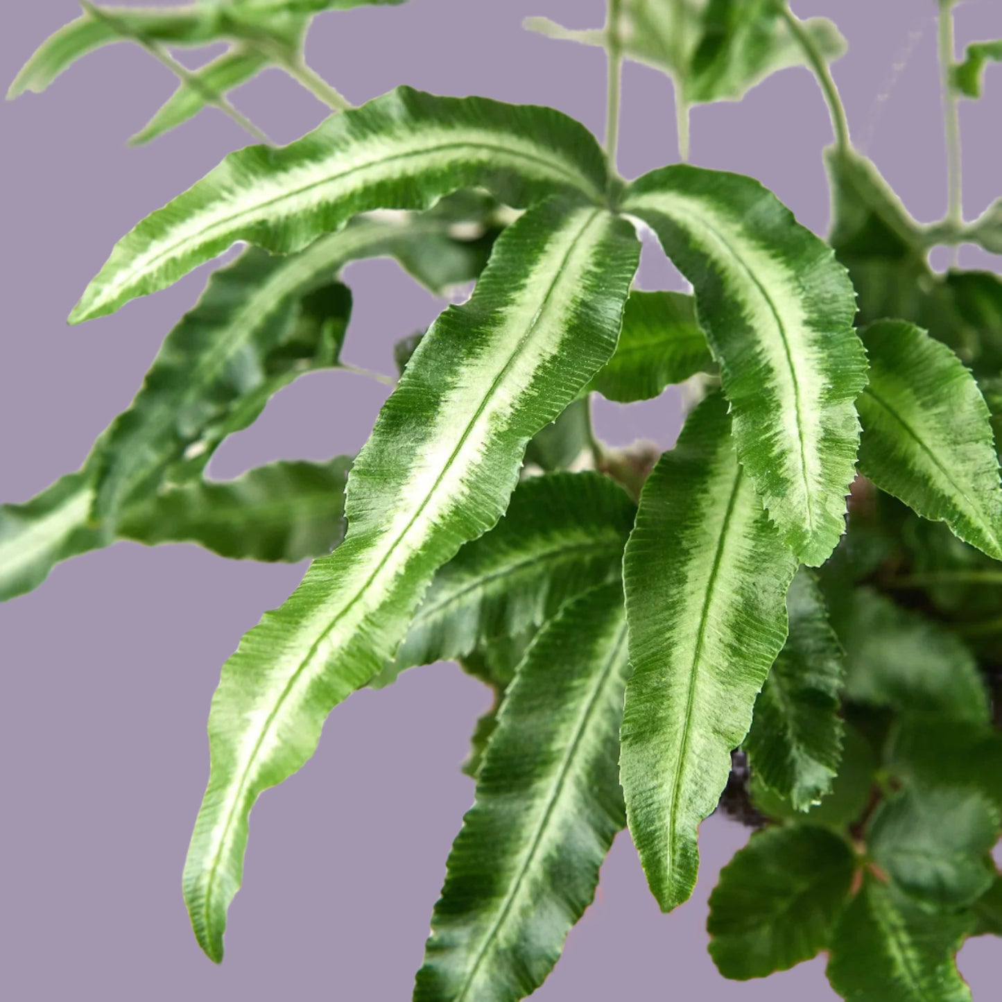 Pteris Cretica 'Albo Fern'