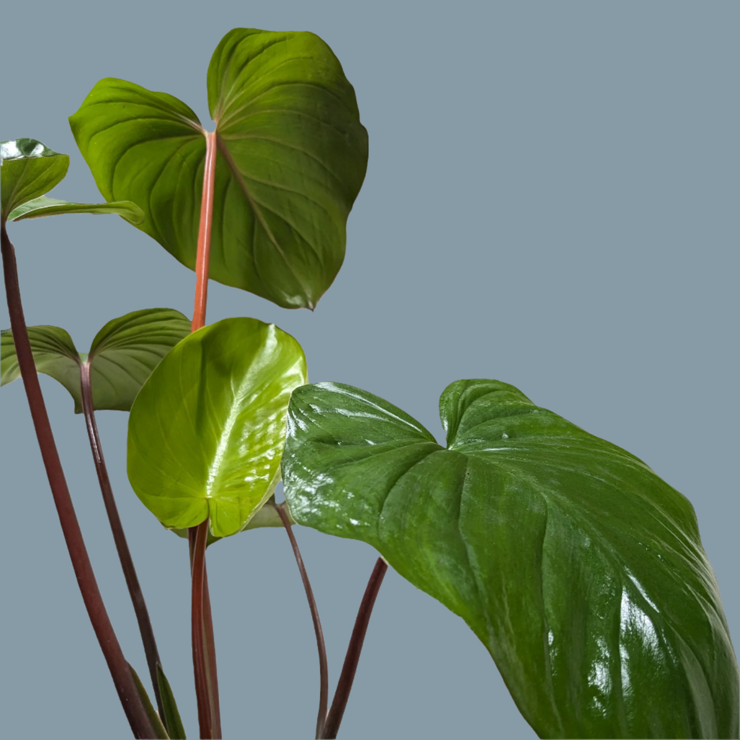 Homalomena 'Emerald Gem'