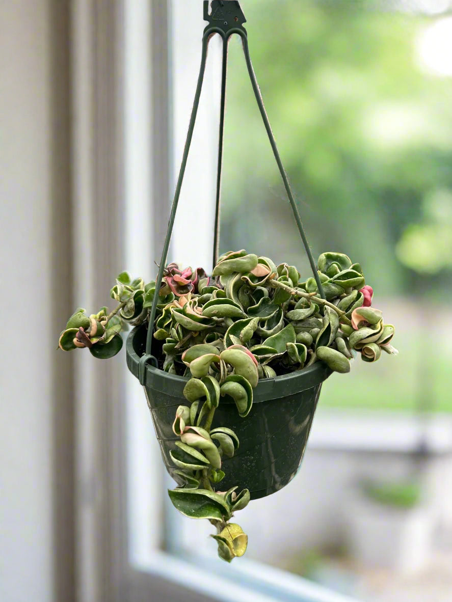 Hoya 'Rope Plant' Variegated