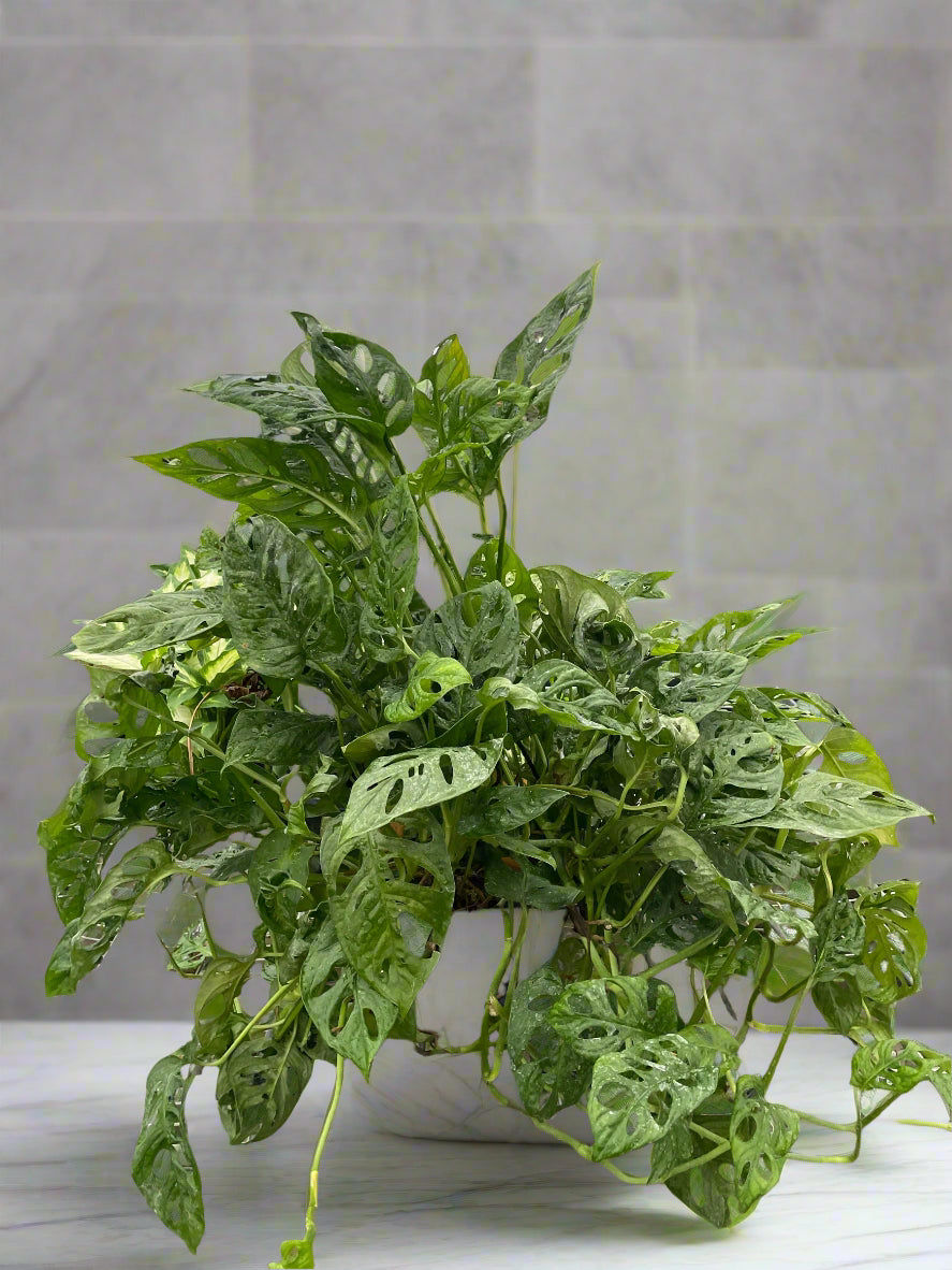 Monstera Adansonii 'Swiss Cheese'