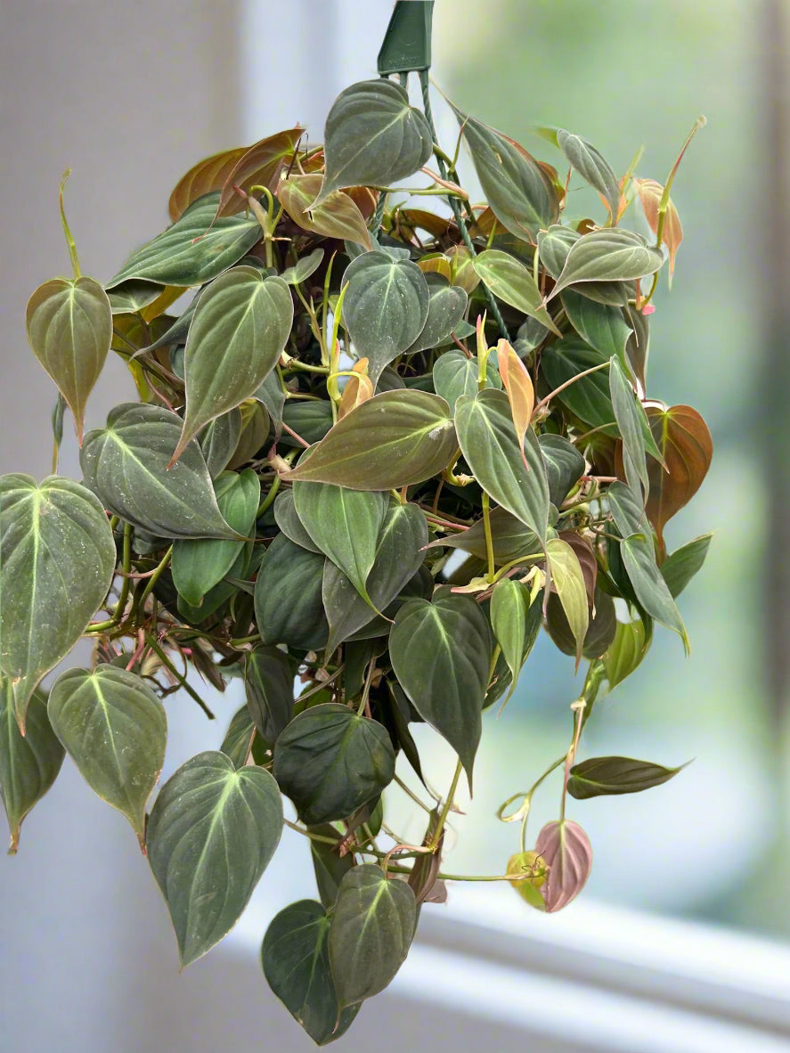 Philodendron 'Velvet'