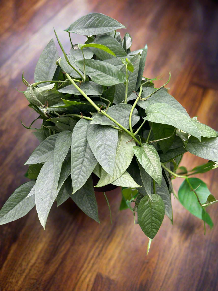 Pothos 'Cebu Blue'