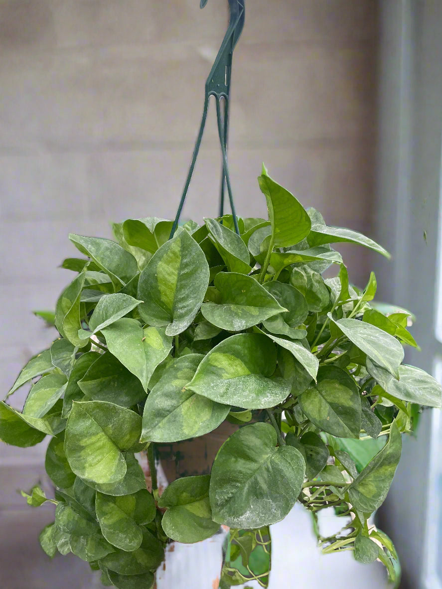 Pothos 'Global Green'