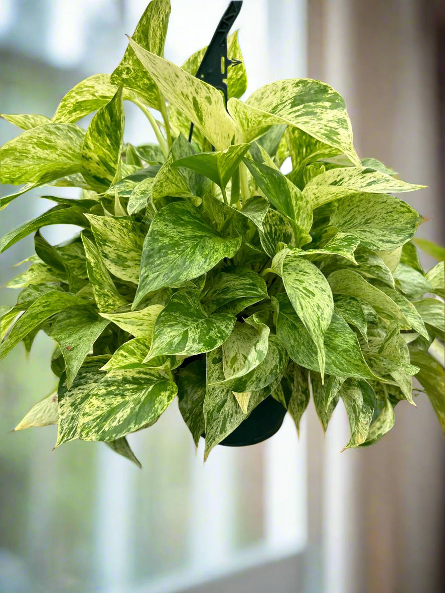 Pothos 'Marble Queen'