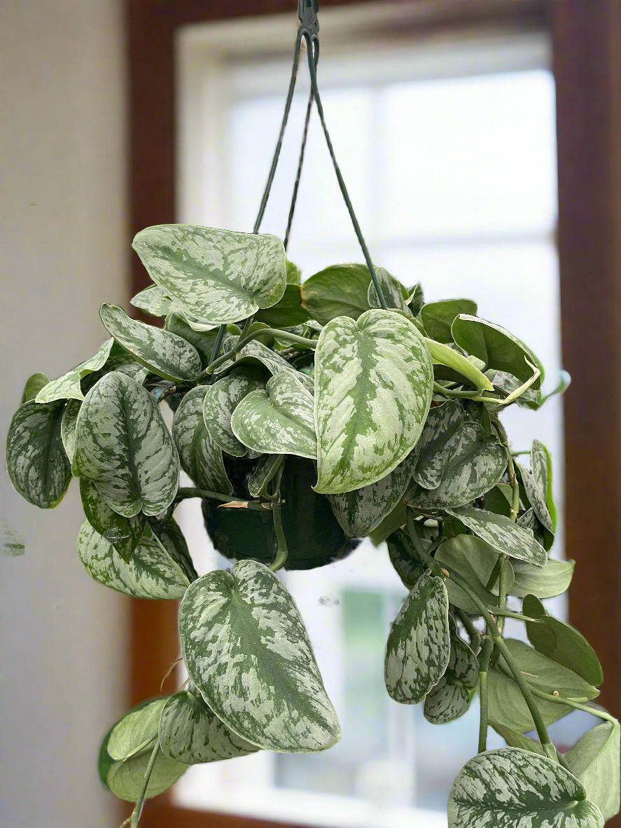 Pothos 'Silver Splash'