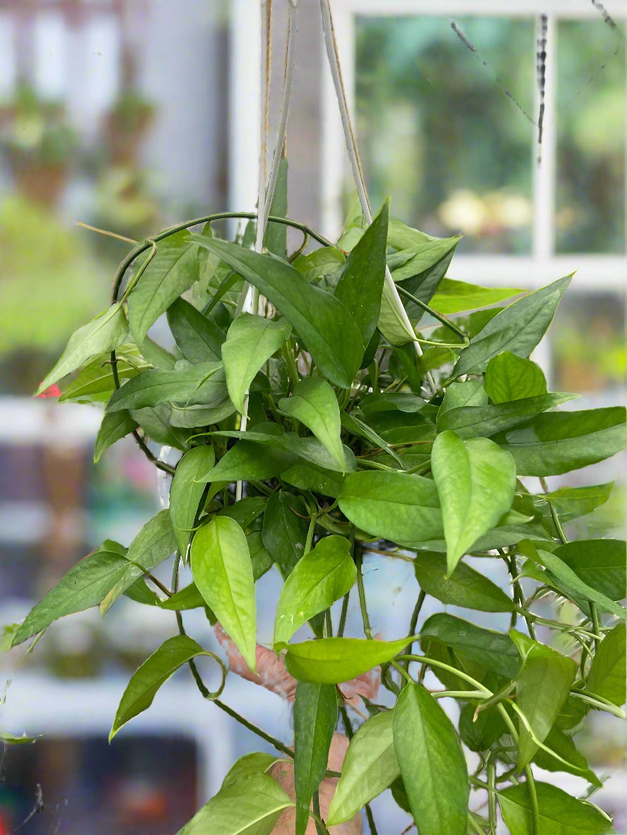 Pothos Skeleton Key