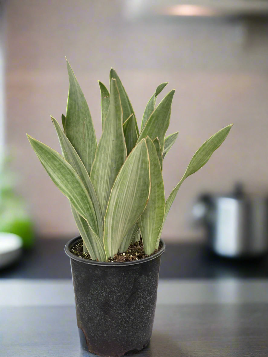 Snake Plant 'Sayuri'