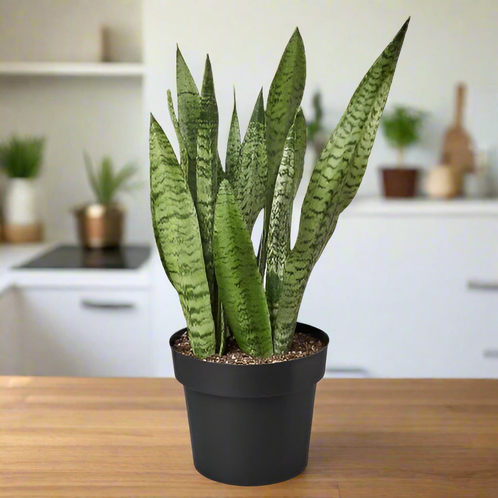 Snake Plant 'Zeylanica'