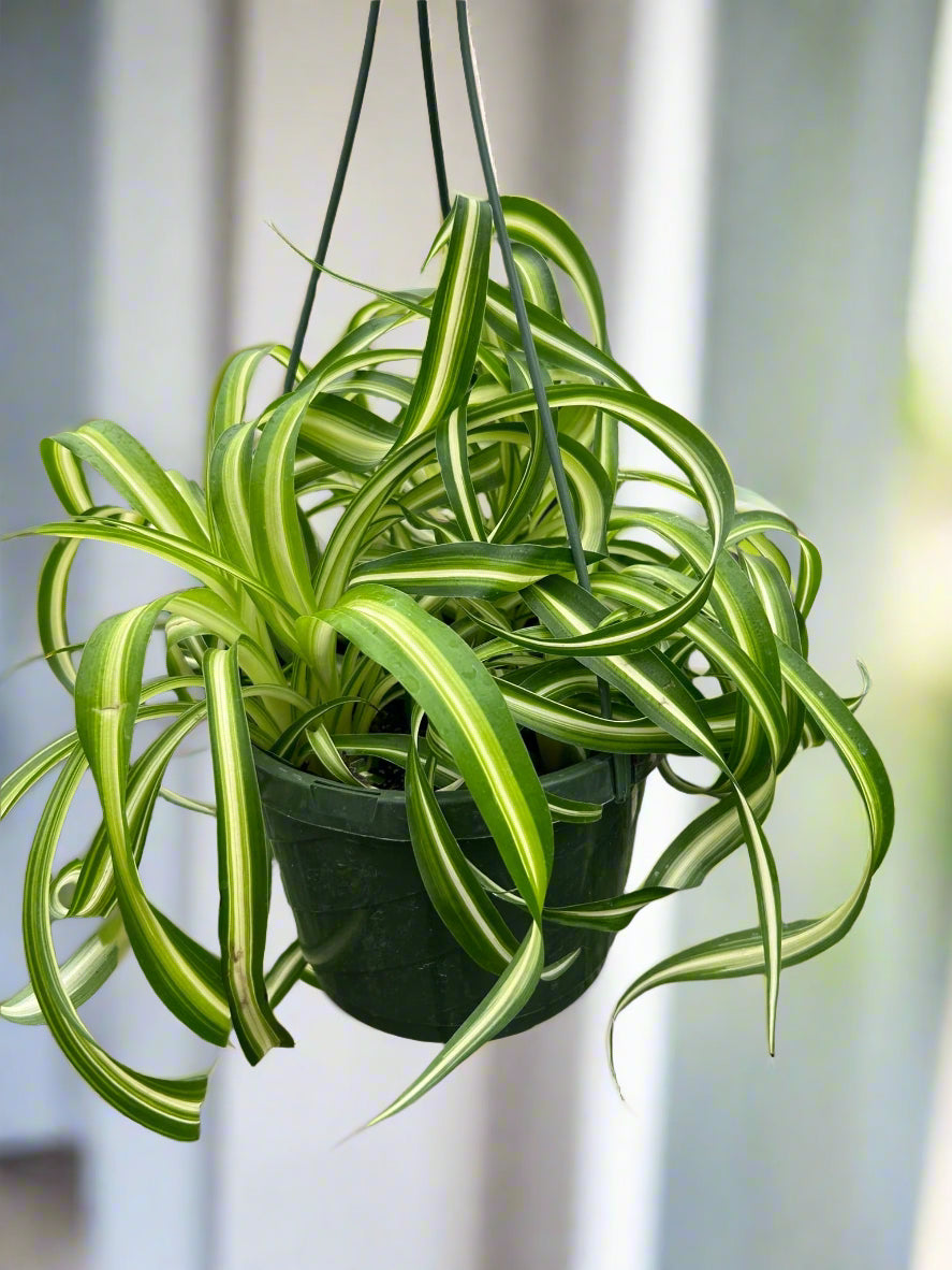 Spider Plant 'Bonnie'