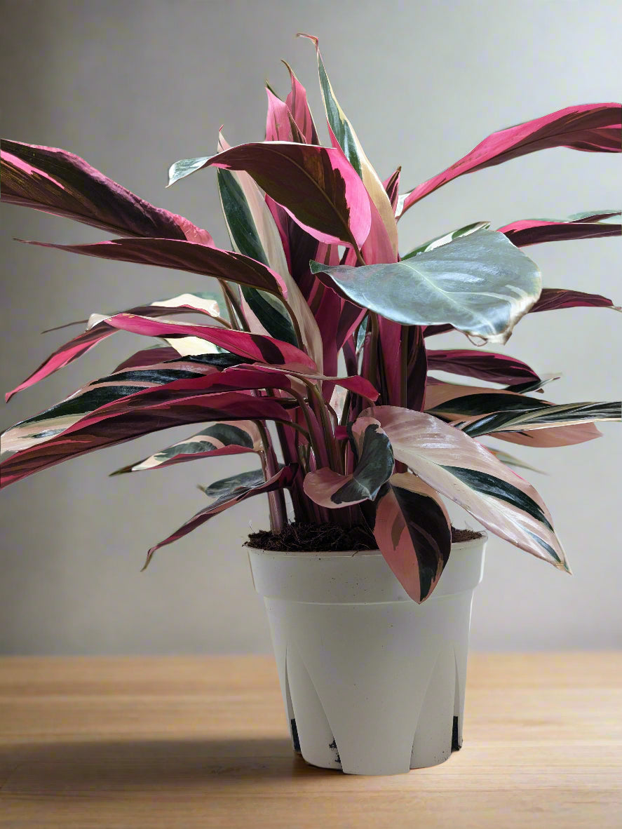 Stromanthe Triostar