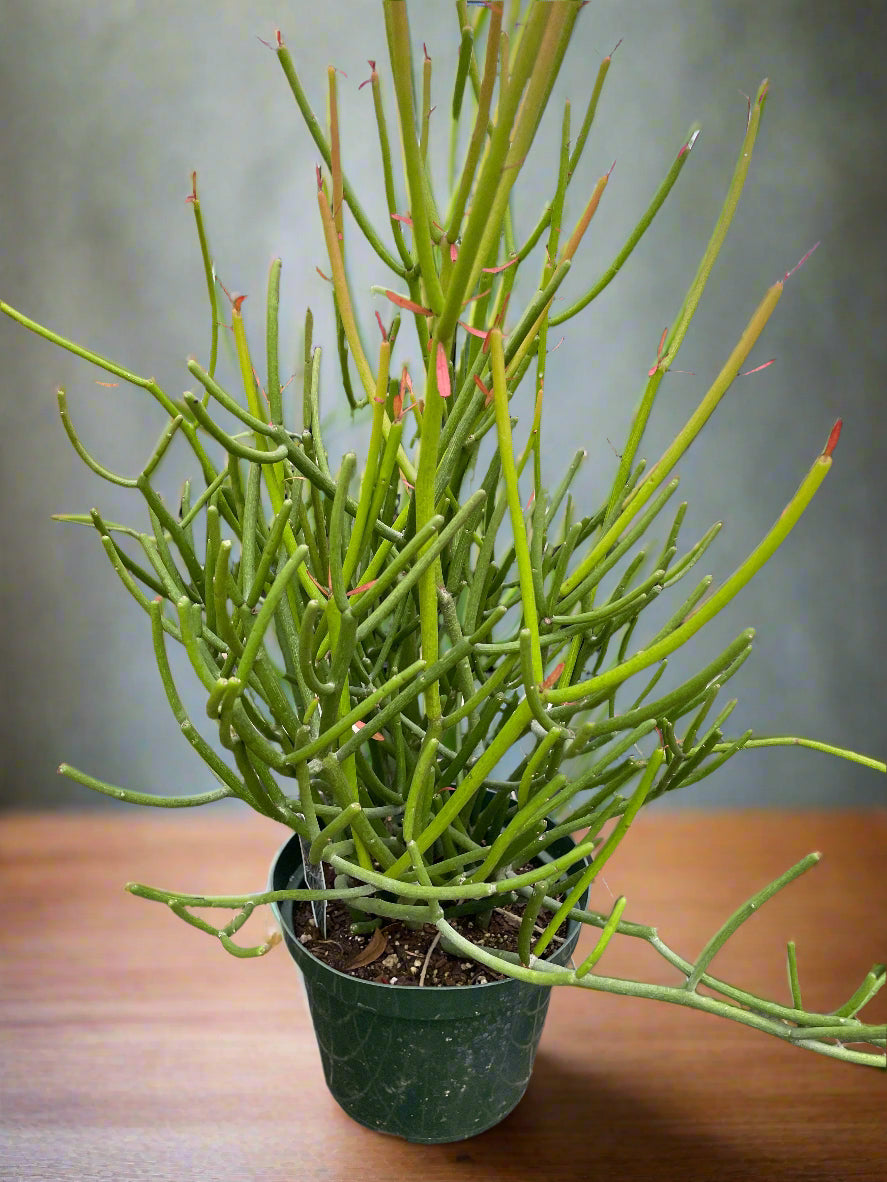 Euphorbia 'Pencil Cactus'