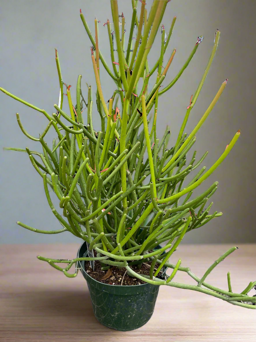 Euphorbia 'Pencil Cactus'