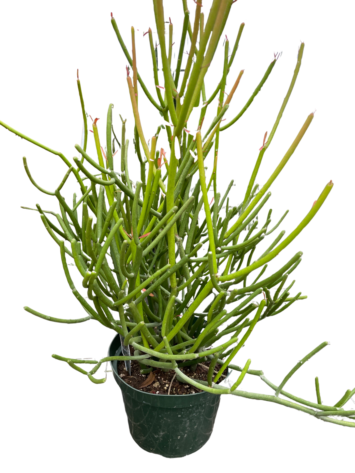 Euphorbia 'Pencil Cactus'