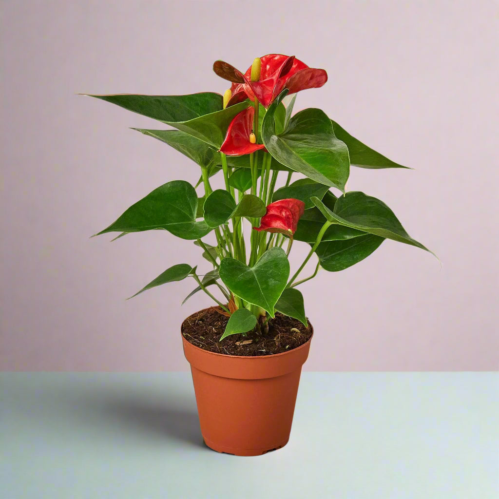 Potted plant with red flowers and green leaves on a white background