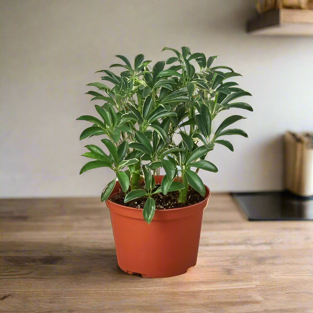 Schefflera Moonlight 'Umbrella Plant'