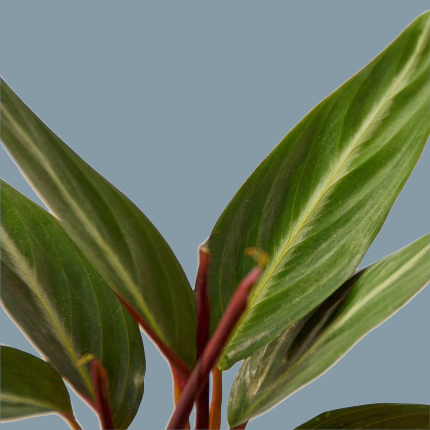 Stromanthe Sanguinea