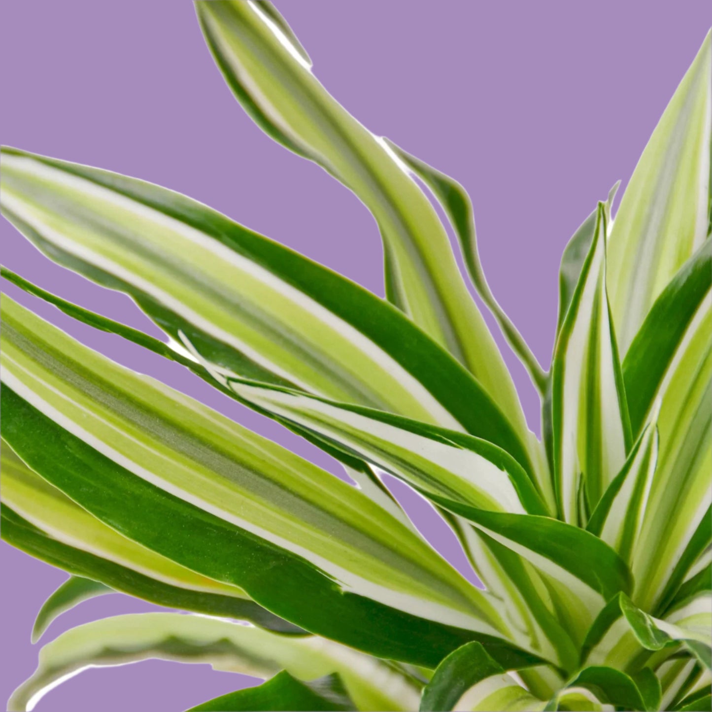 Dracaena 'Malaika'