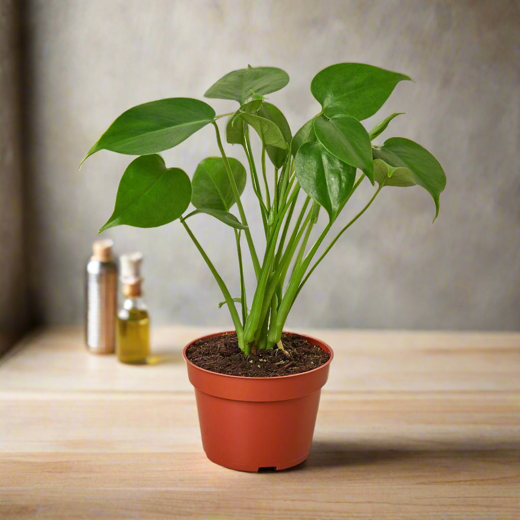 Philodendron Monstera Split-Leaf