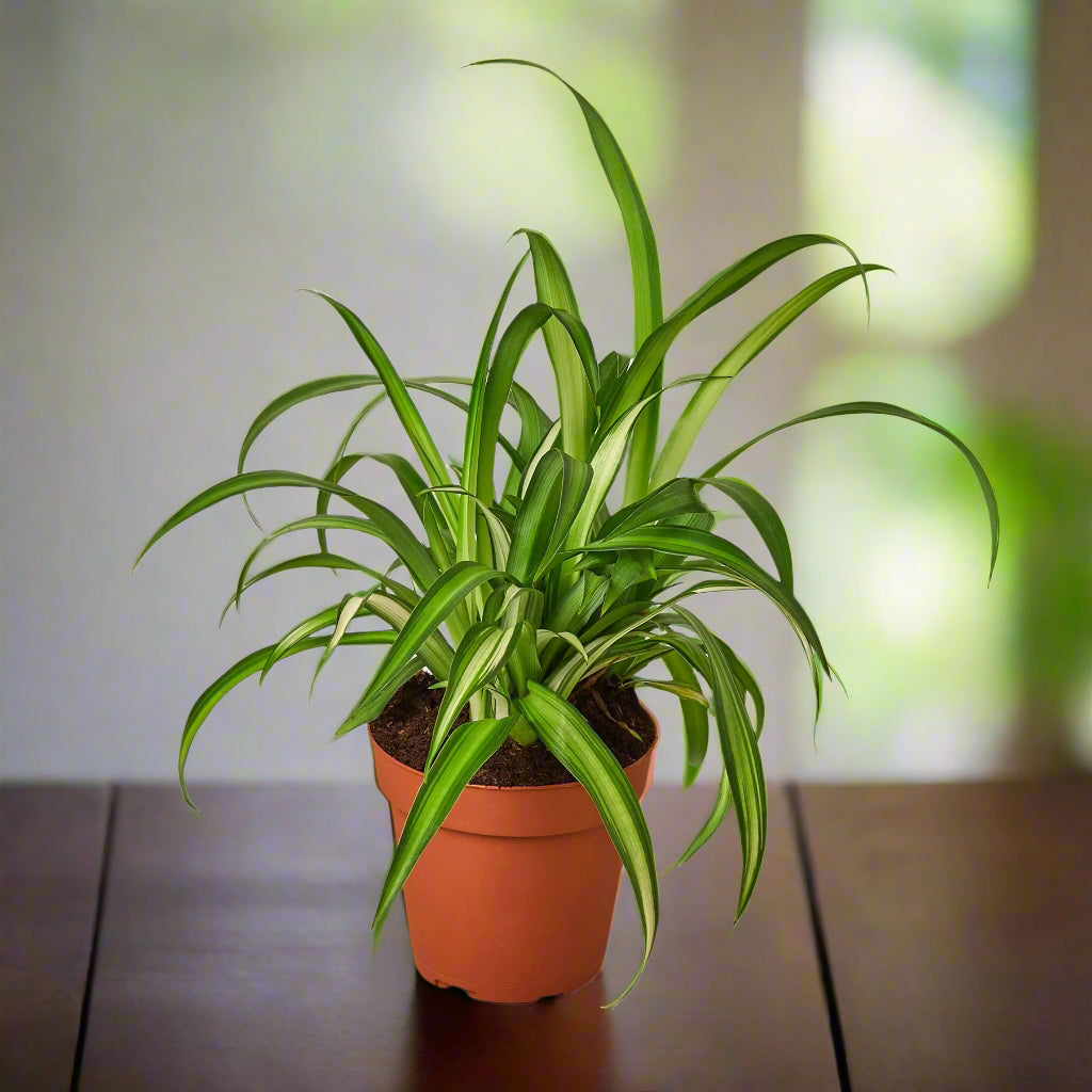Spider Plant Hawaiian