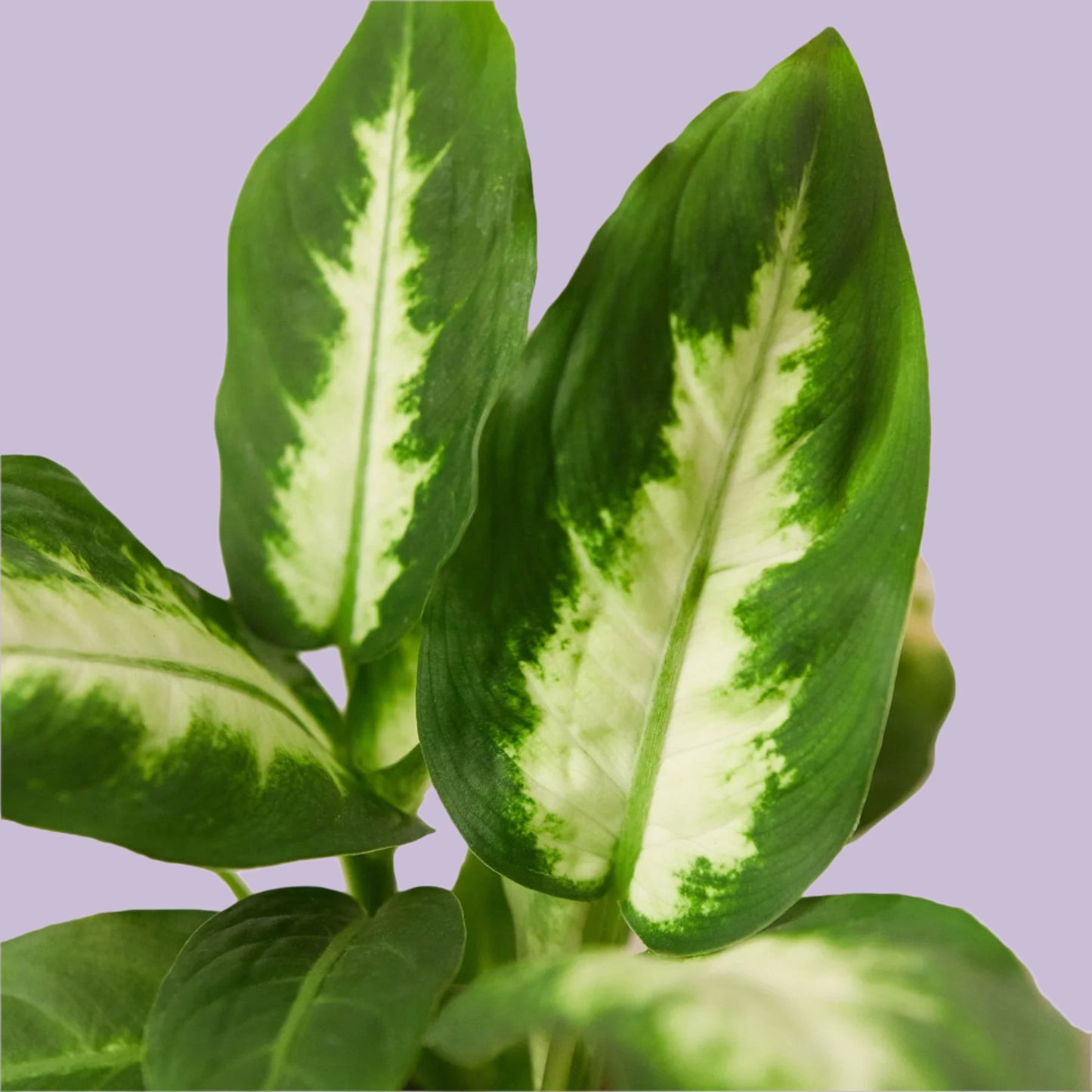 Dieffenbachia Camille