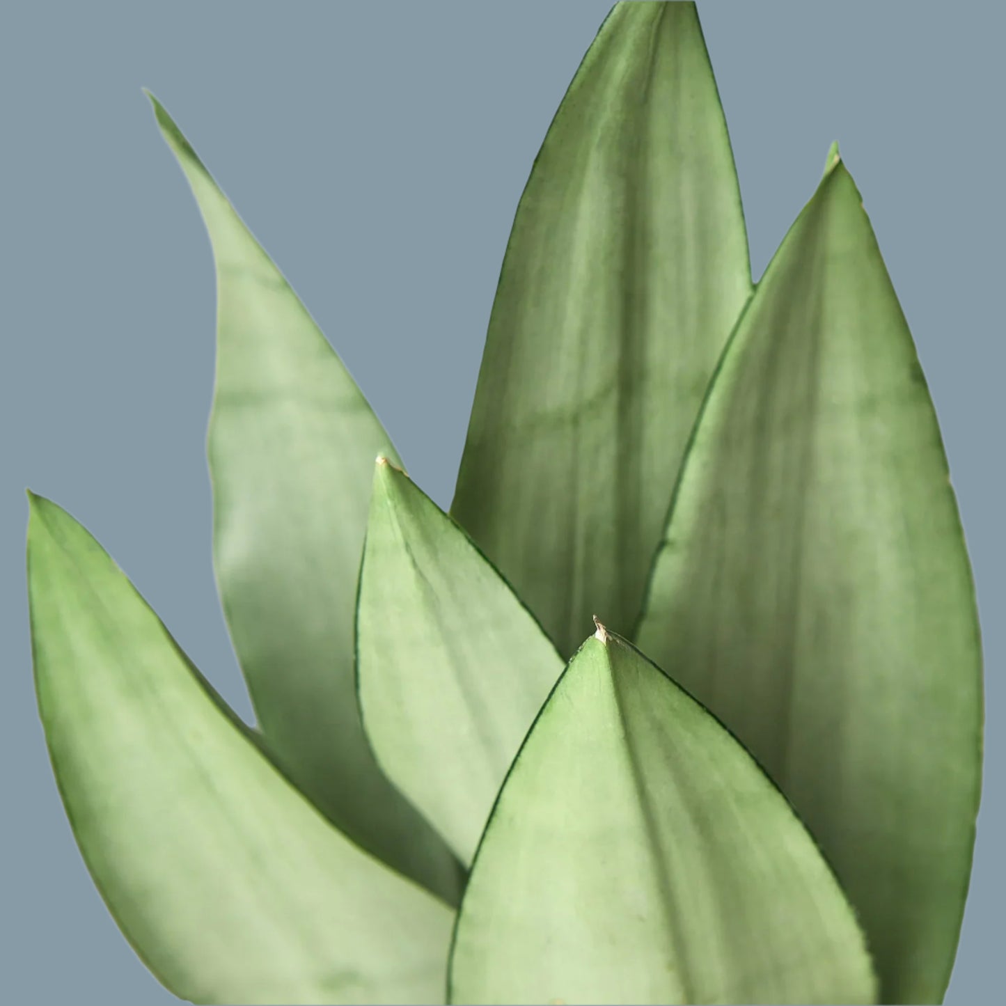Snake Plant Moonshine