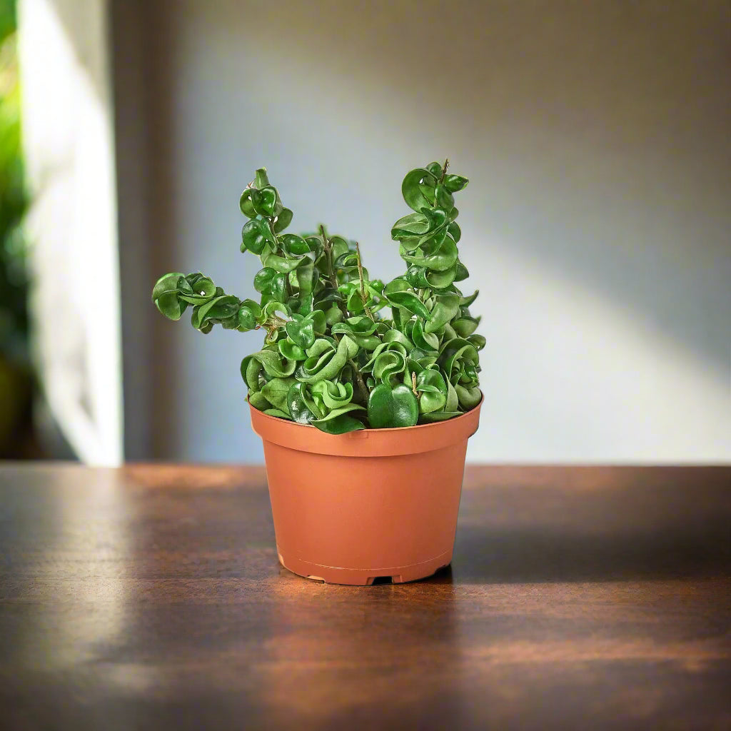 Hoya Rope Plant