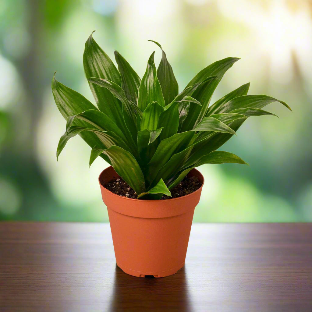 Dracaena 'Janet Craig'