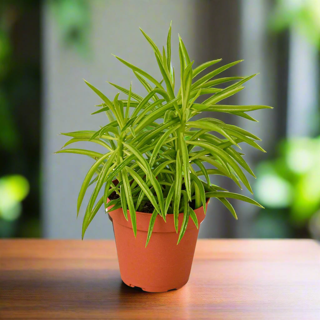 Peperomia 'Green Bean'