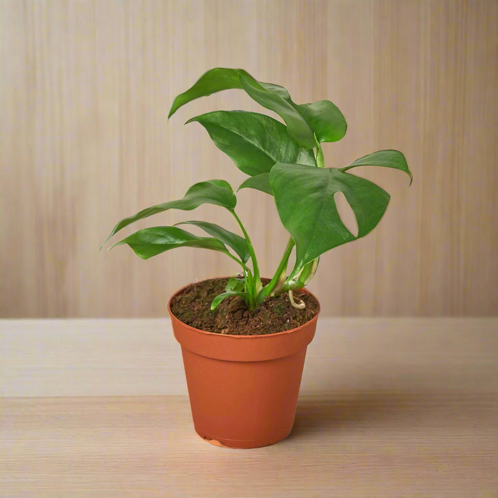 Philodendron Mini Monstera Minima