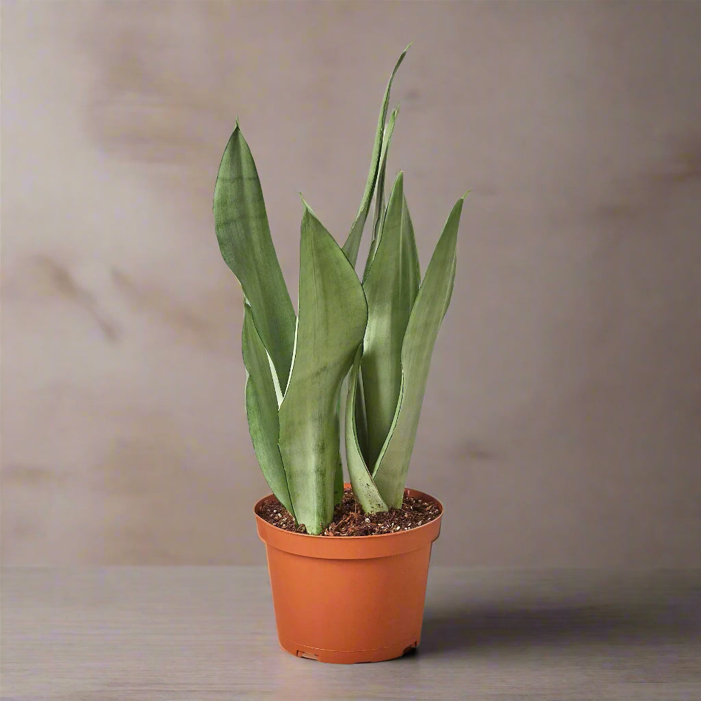 Snake Plant Moonshine
